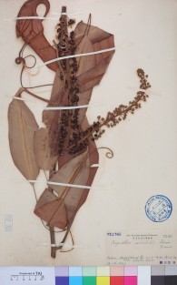 Specimen thumbnail